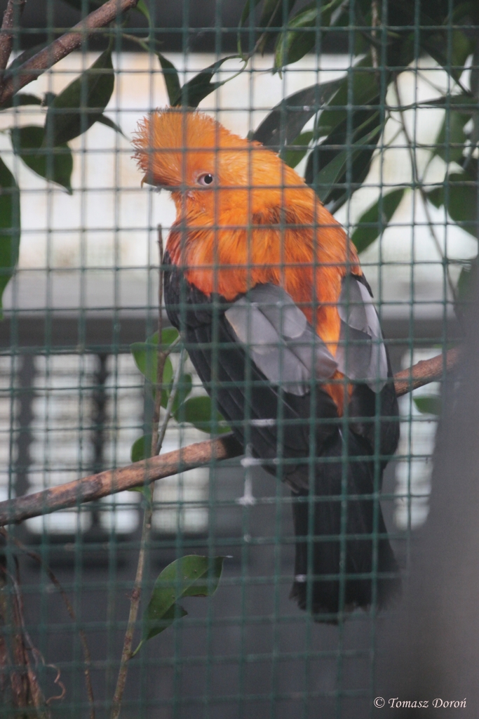 Andean Cock-of-the-rock (Rupicola peruvianus)