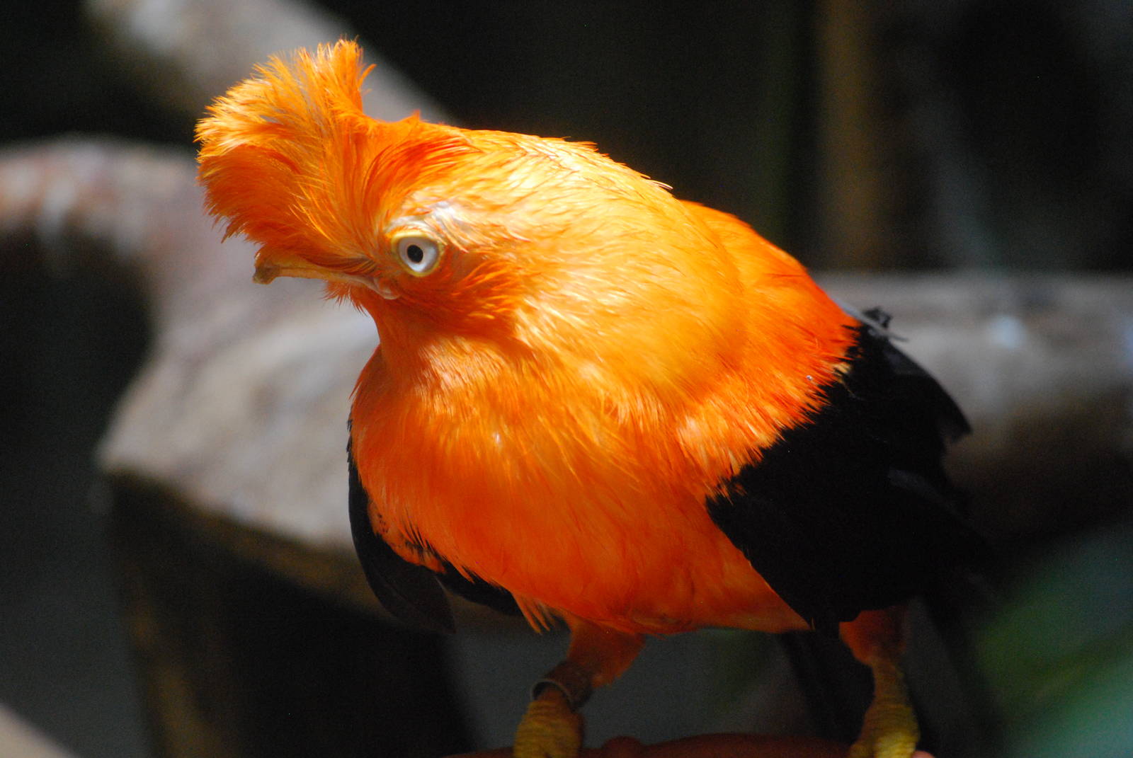 Andean Cock-of-the-rock (Rupicola peruvianus)
