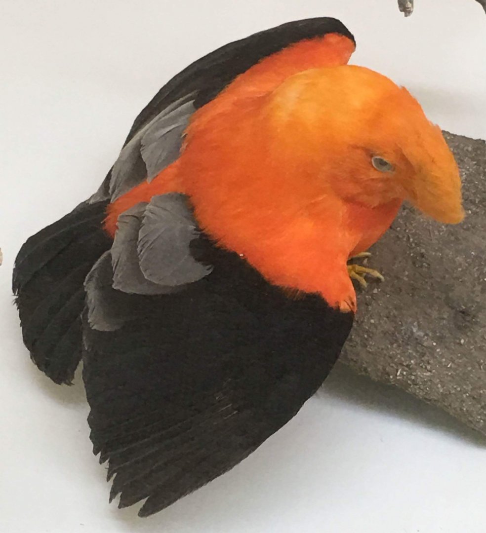 Andean cock of the rock (Rupicola peruvianus)