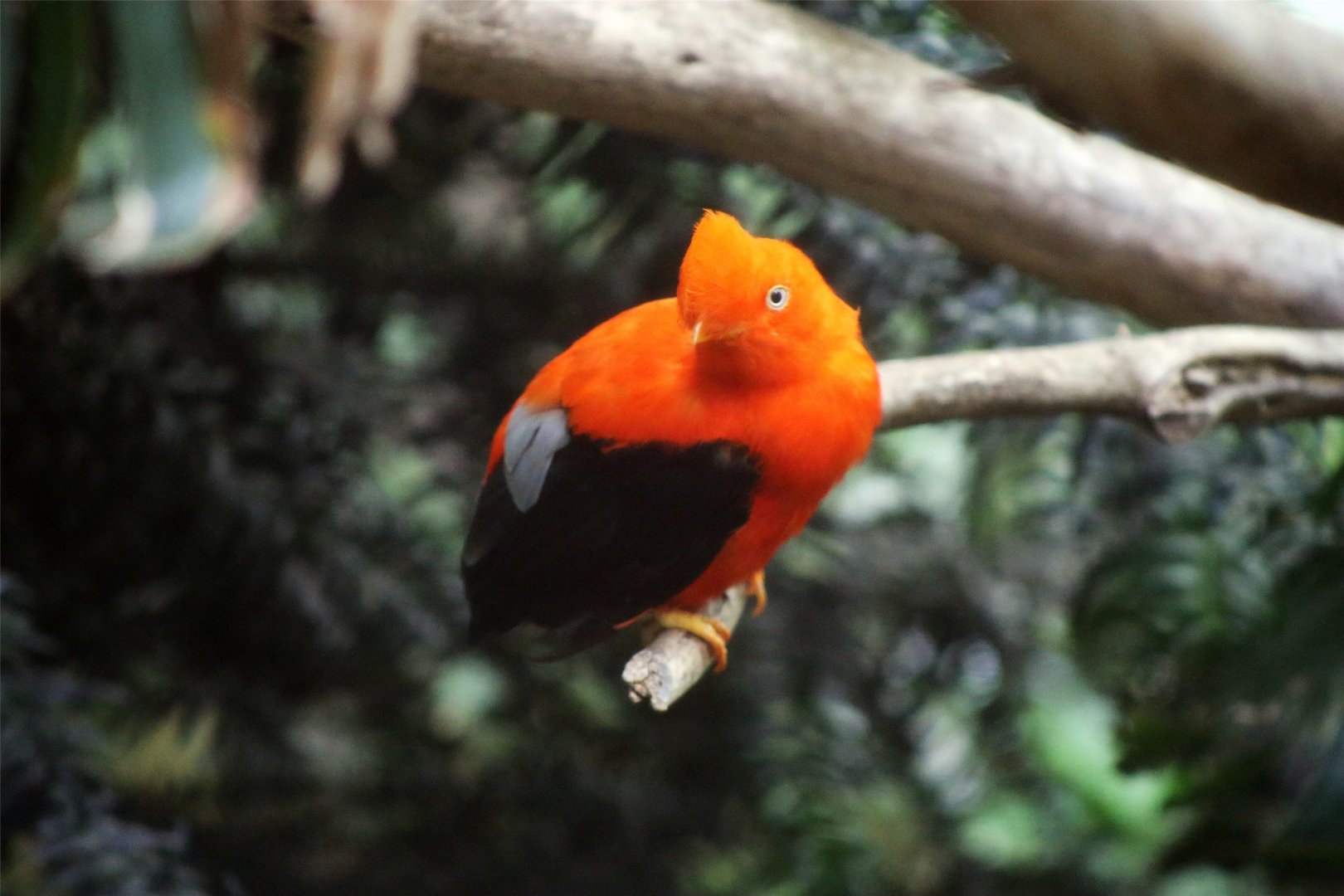 Andean cock-of-the-rock (Rupicola peruvianus)