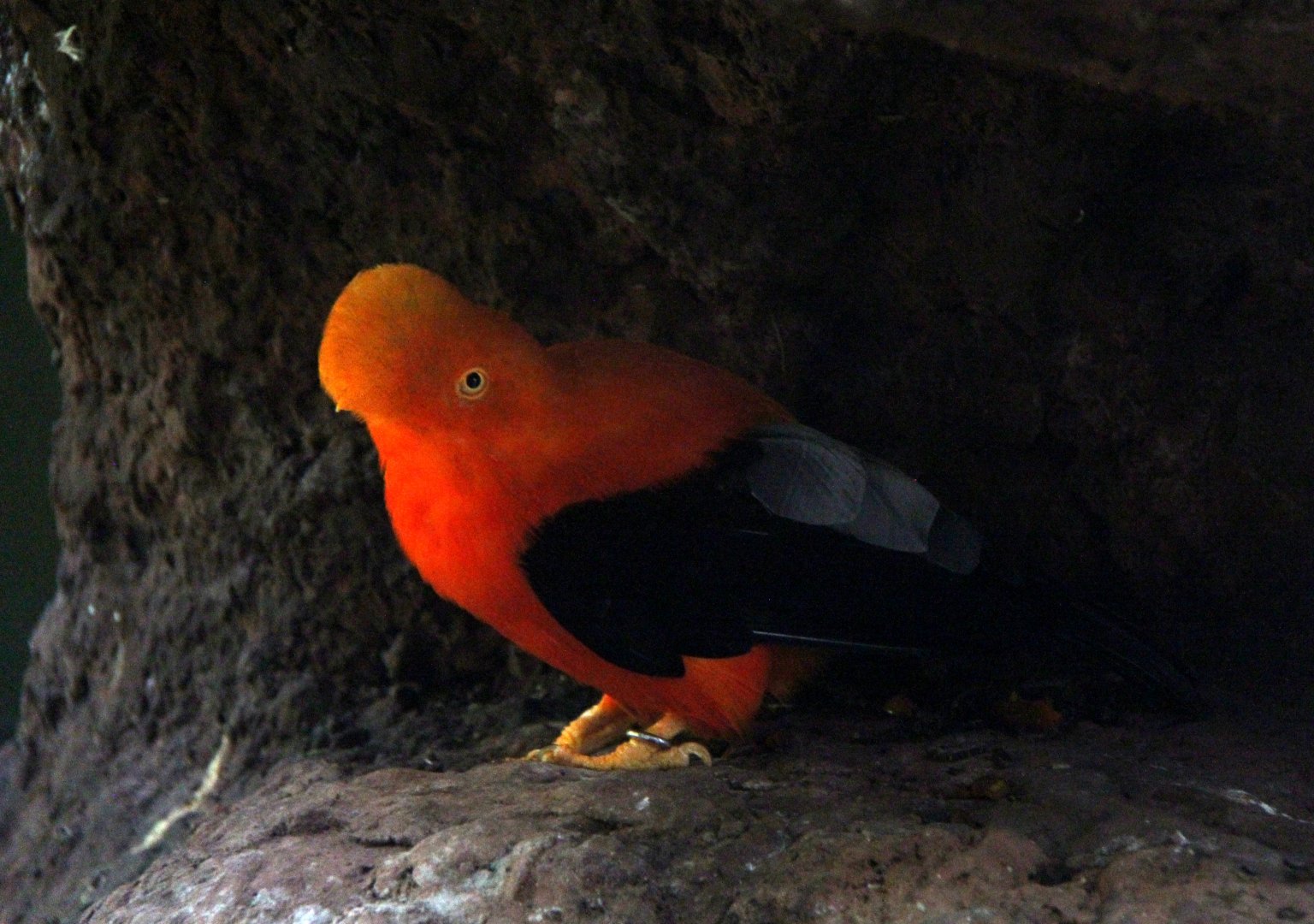 Andean cock-of-the-rock (Rupicola peruvianus)