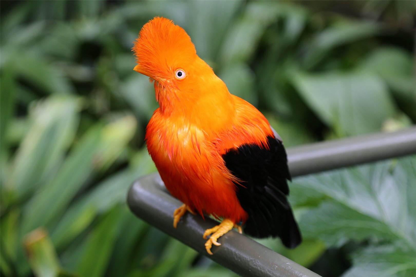 Andean Cock-of-the-rock (Rupicola peruvianus)