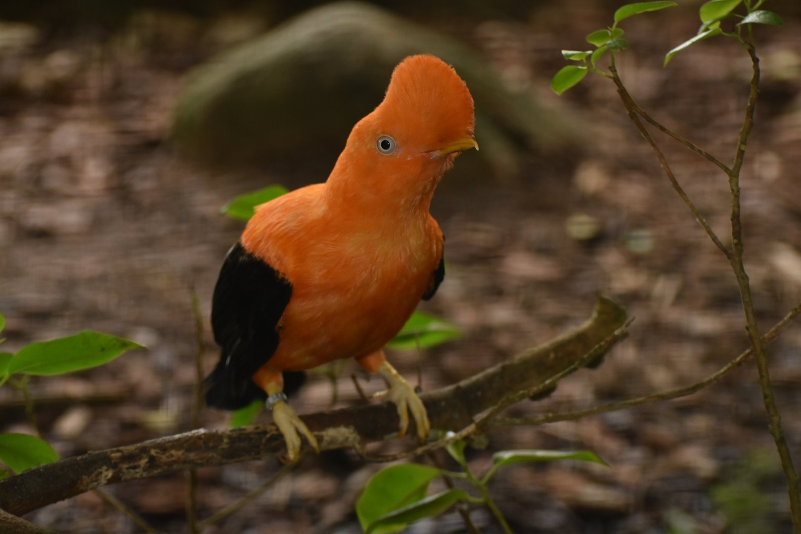 Andean Cock-of-the-rock Rupicola peruvianus