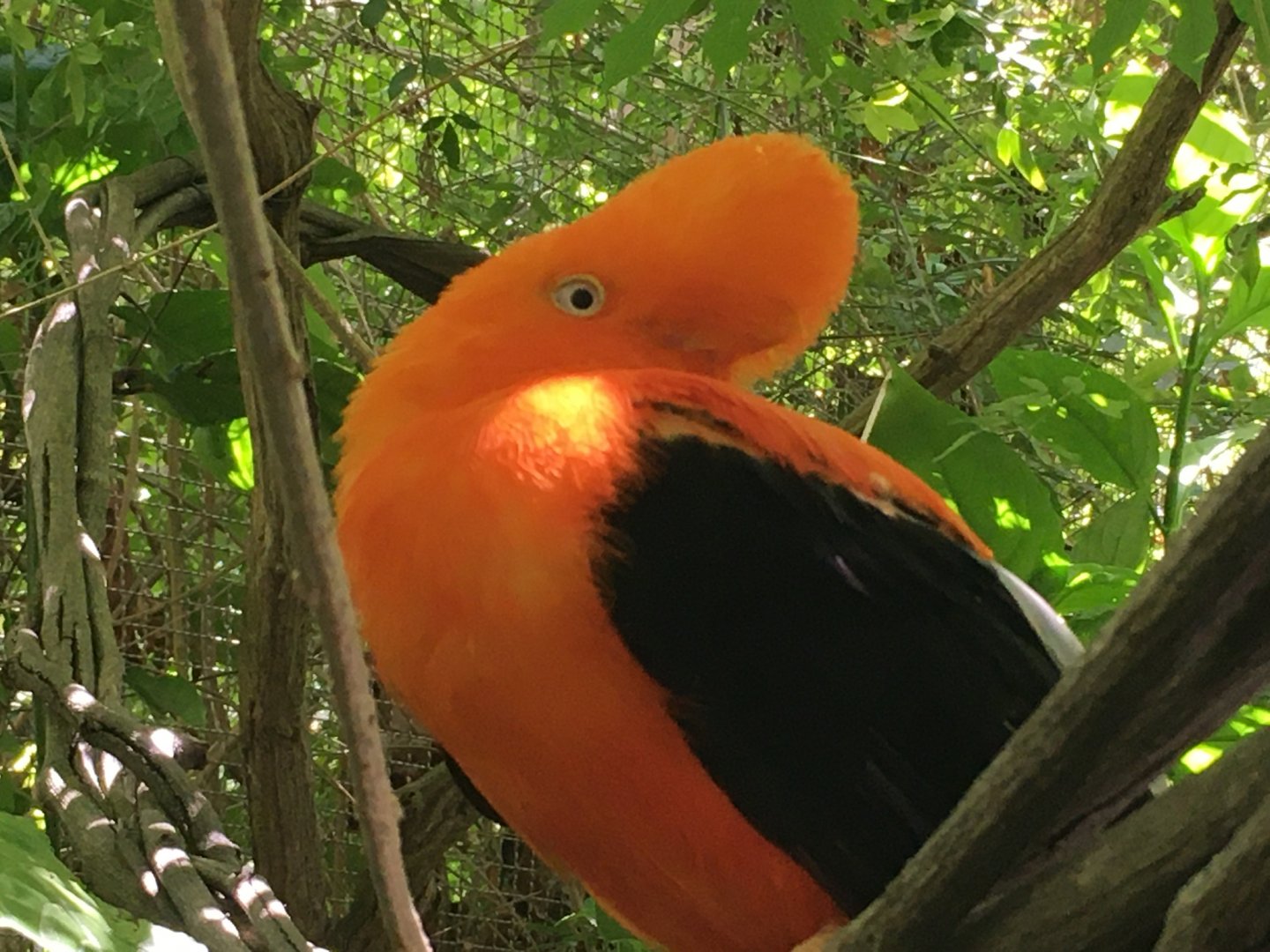 Andean Cock-Of-The-Rock (Rupicola peruvianus)