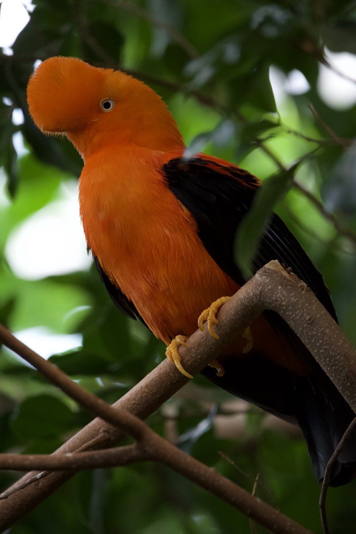 Andean cock-of-the-rock/ Rupicola peruvianus