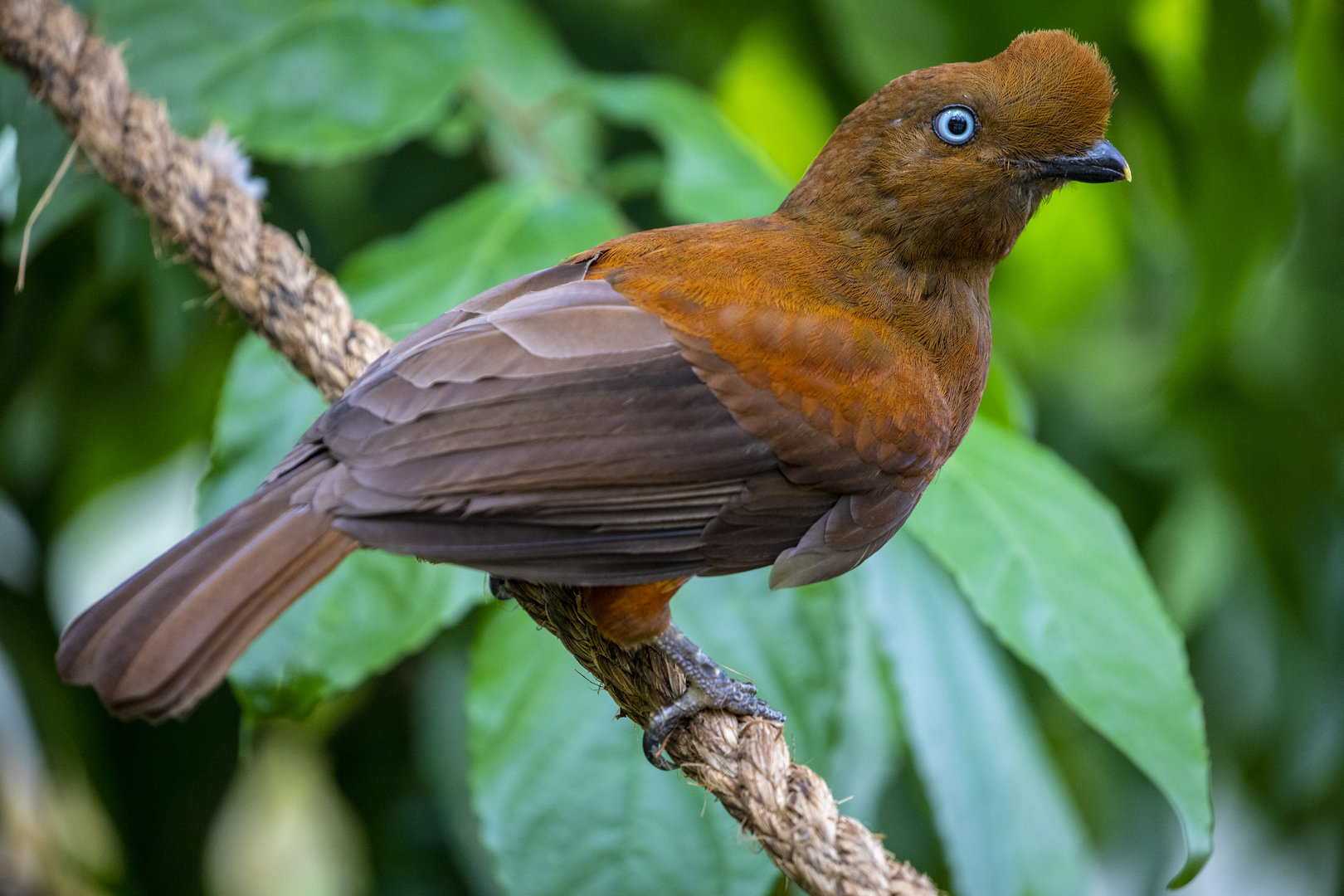 Andean cock-of-the-rock (Rupicola peruvianus)