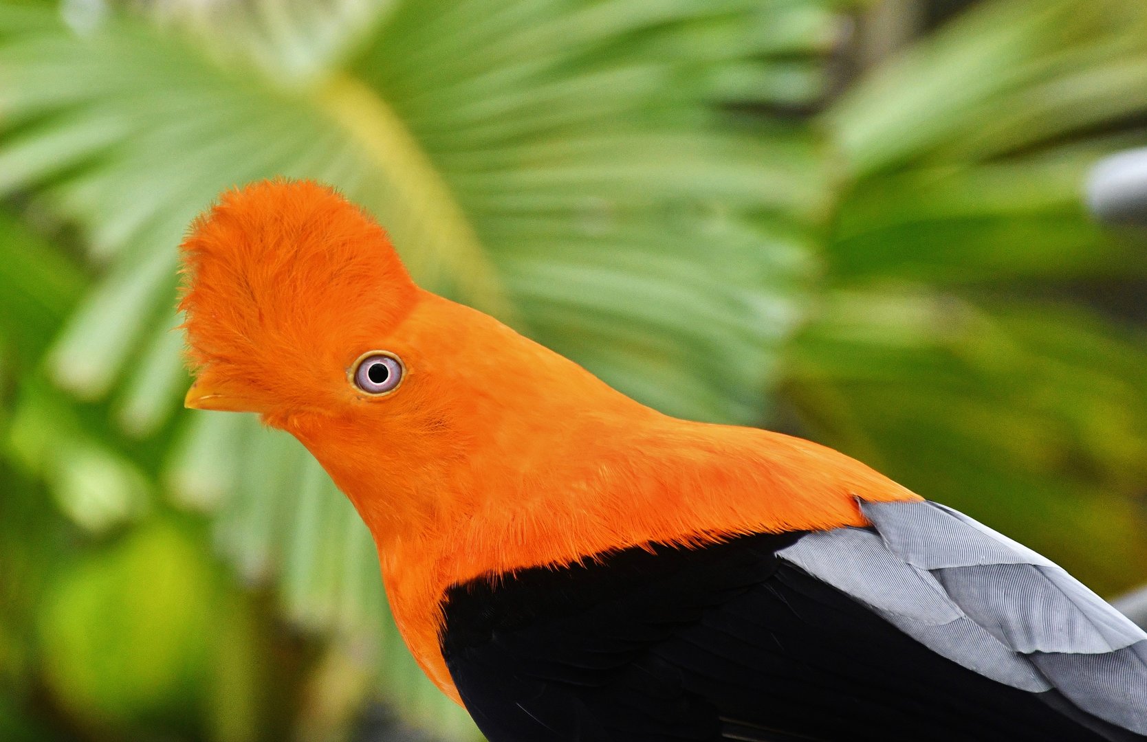 Andean Cock-of-the-Rock (Rupicola peruvianus)