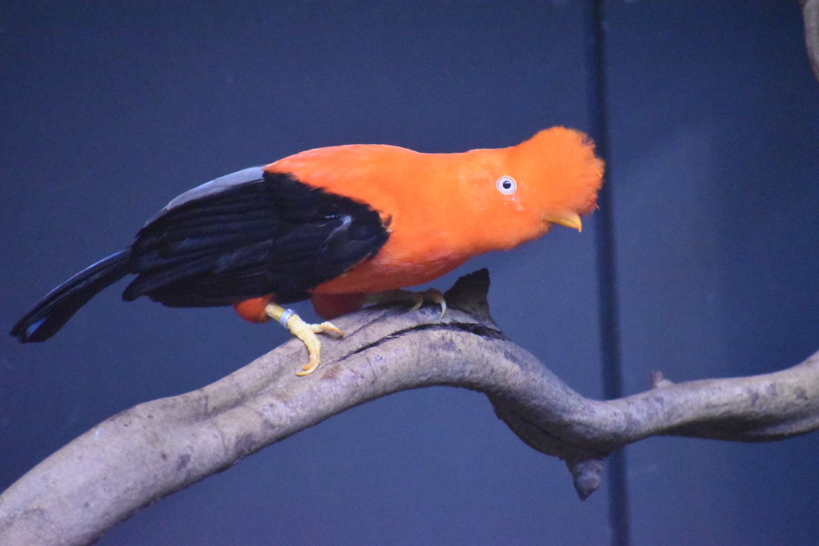 Andean Cock-of-the-rock - Rupicola peruvianus