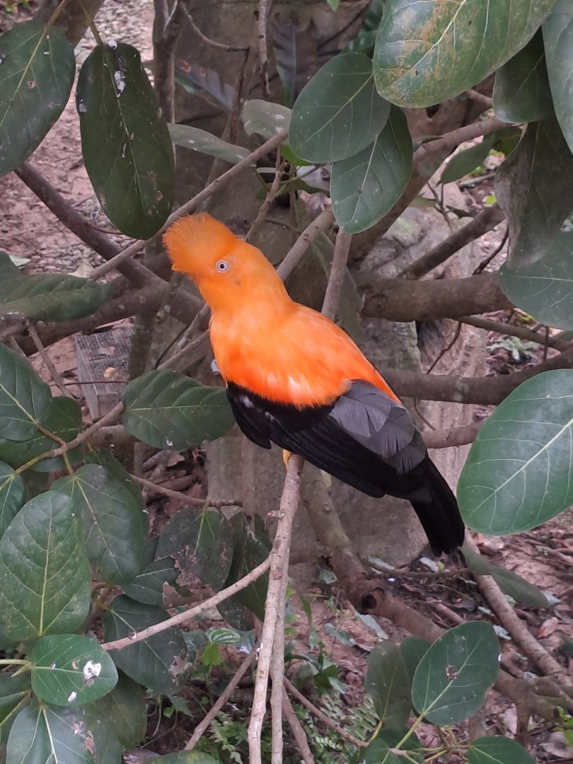 Andean Cock-of-the-Rock (Rupicola peruvianus)
