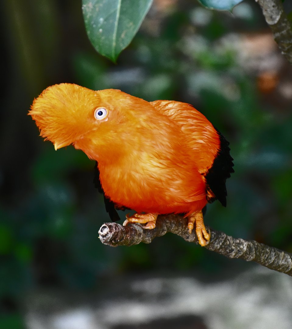 Andean Cock-of-the-Rock (Rupicola peruvianus)