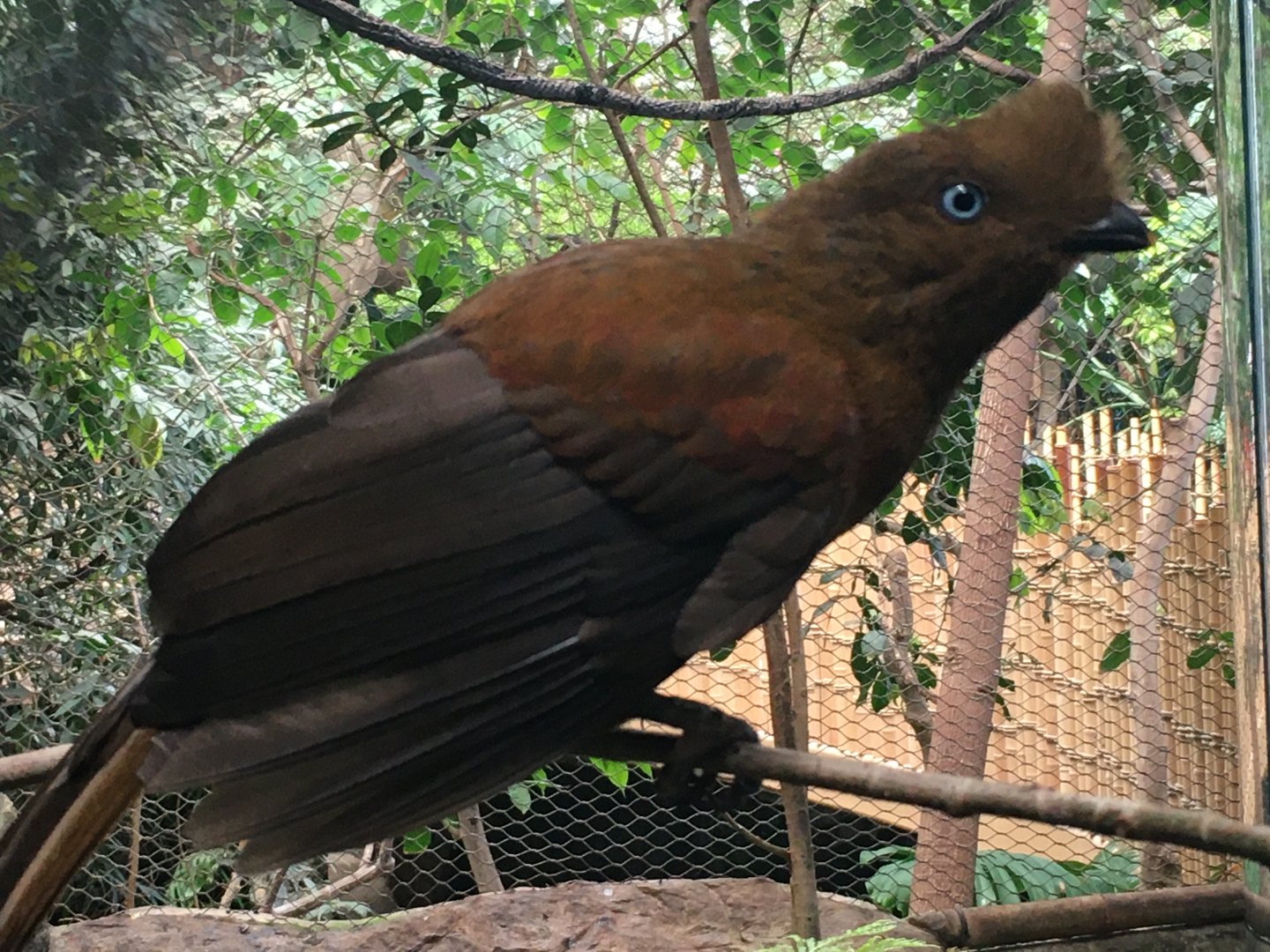 Andean Cock-Of-The-Rock (Rupicola peruvianus)
