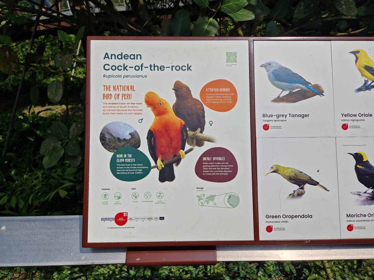 Andean Cock of the Rock sign