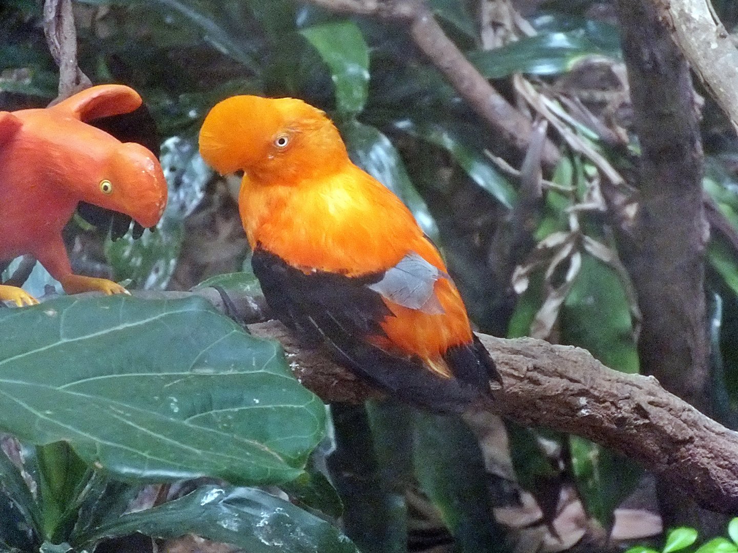 Andean cock-of-the-rock ssp.