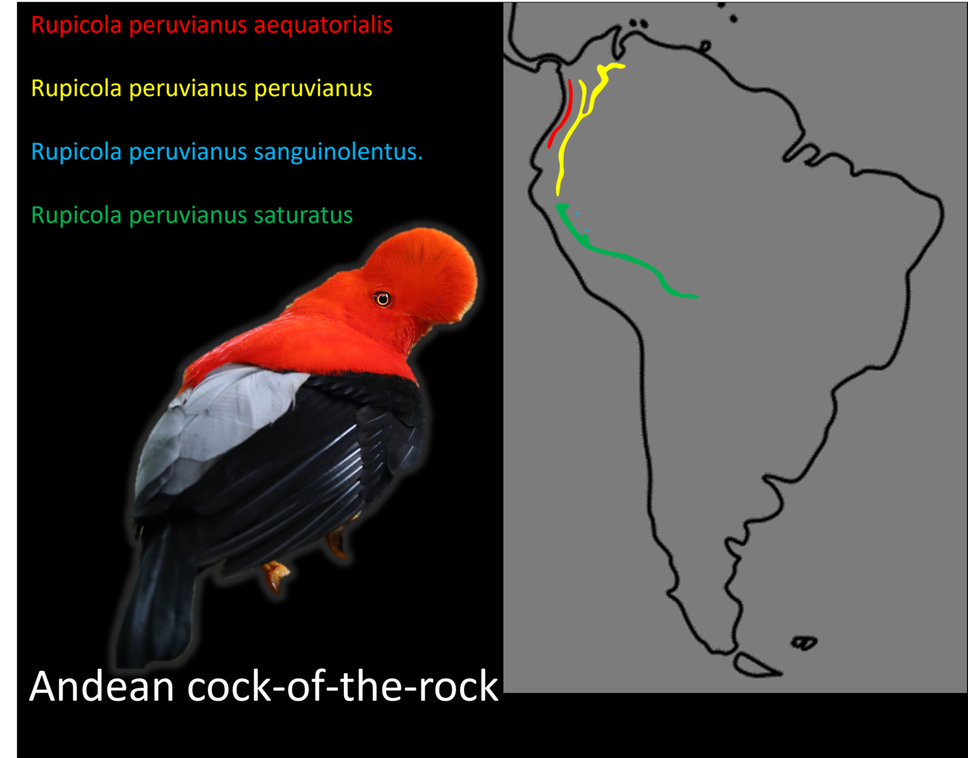 Andean cock-of-the-rock Subspecies distribution map