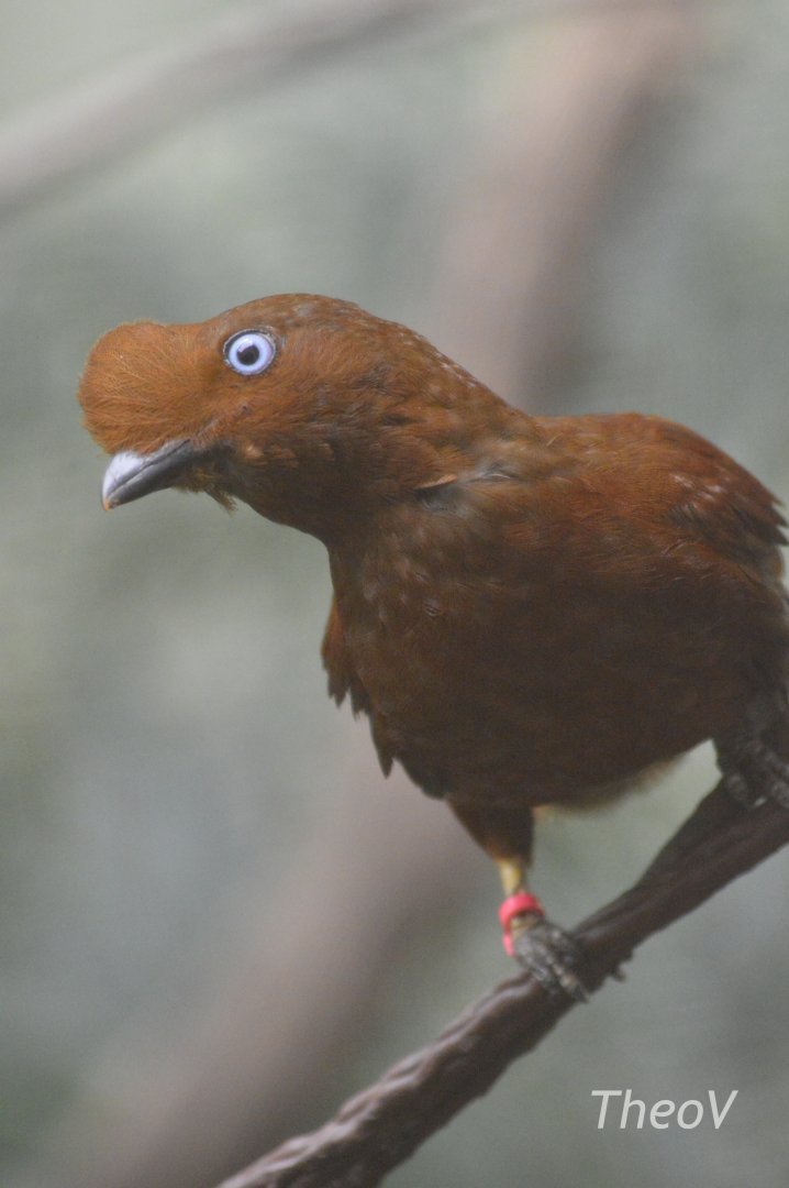 Andean cock-of-the-rock  - World of Birds [2018]