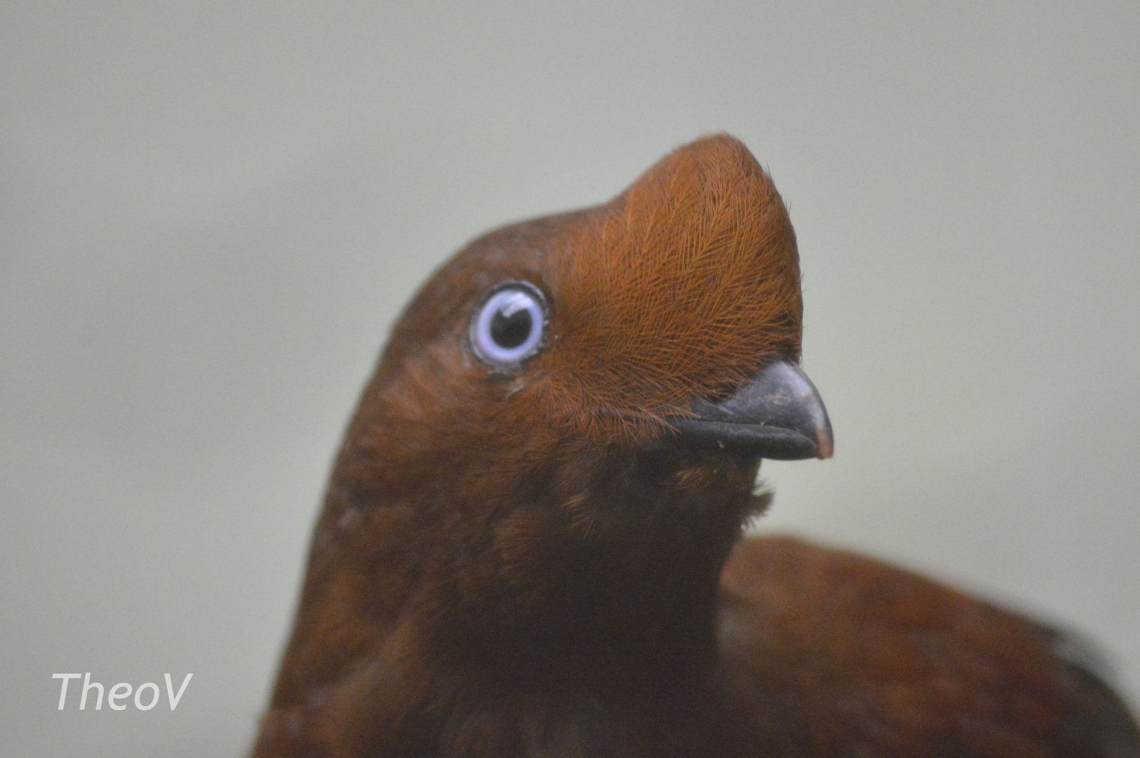 Andean cock-of-the-rock - World of Birds [2018]