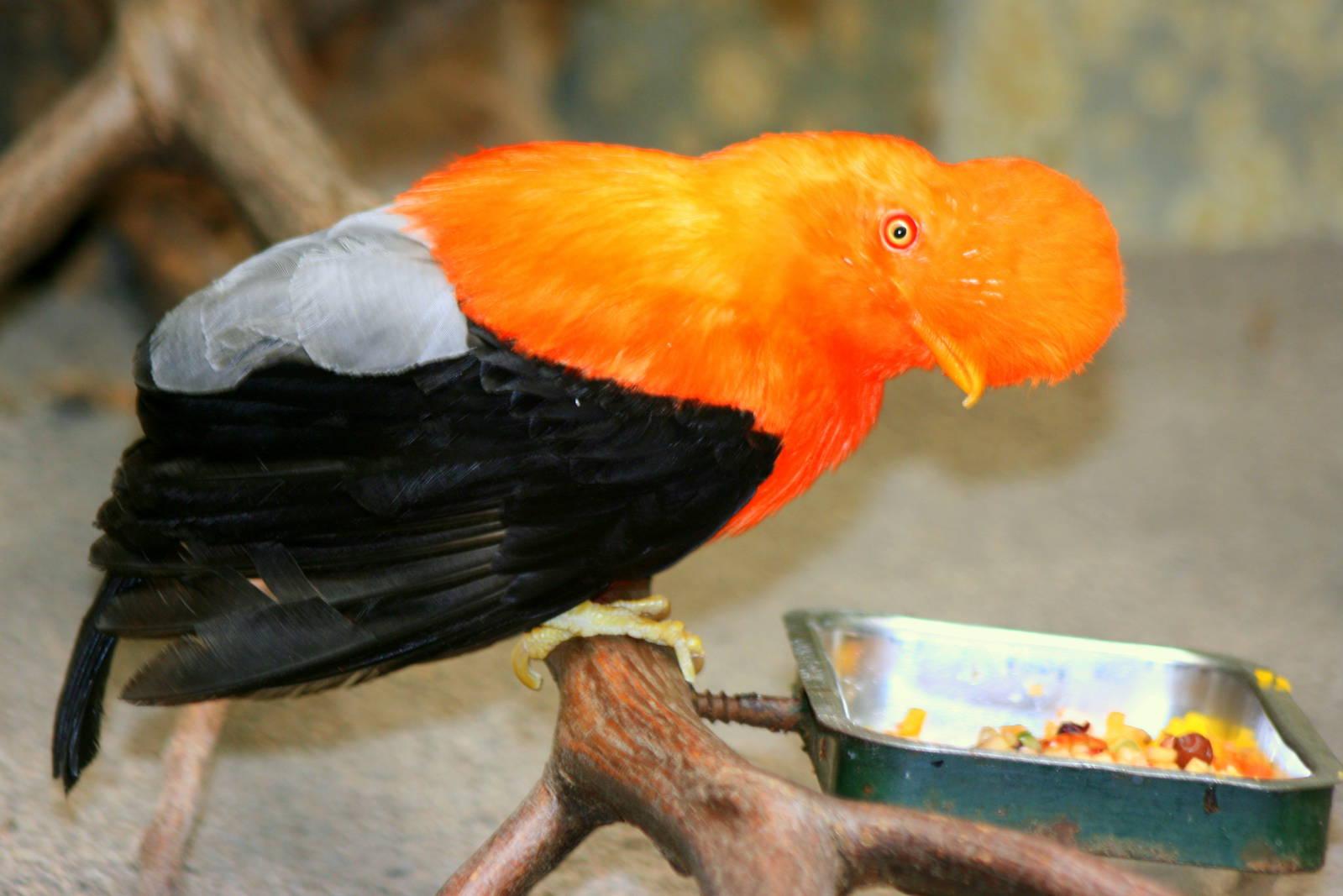 Andean cock-of-the-rock; Wuppertal; 25th May 2011