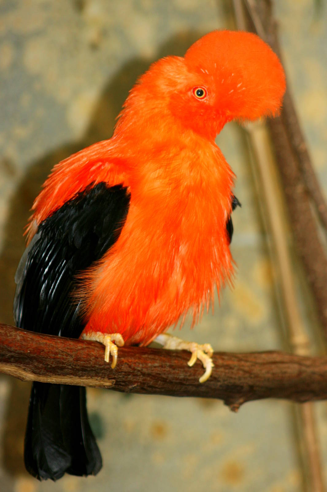 Andean cock-of-the-rock; Wuppertal; 25th May 2011
