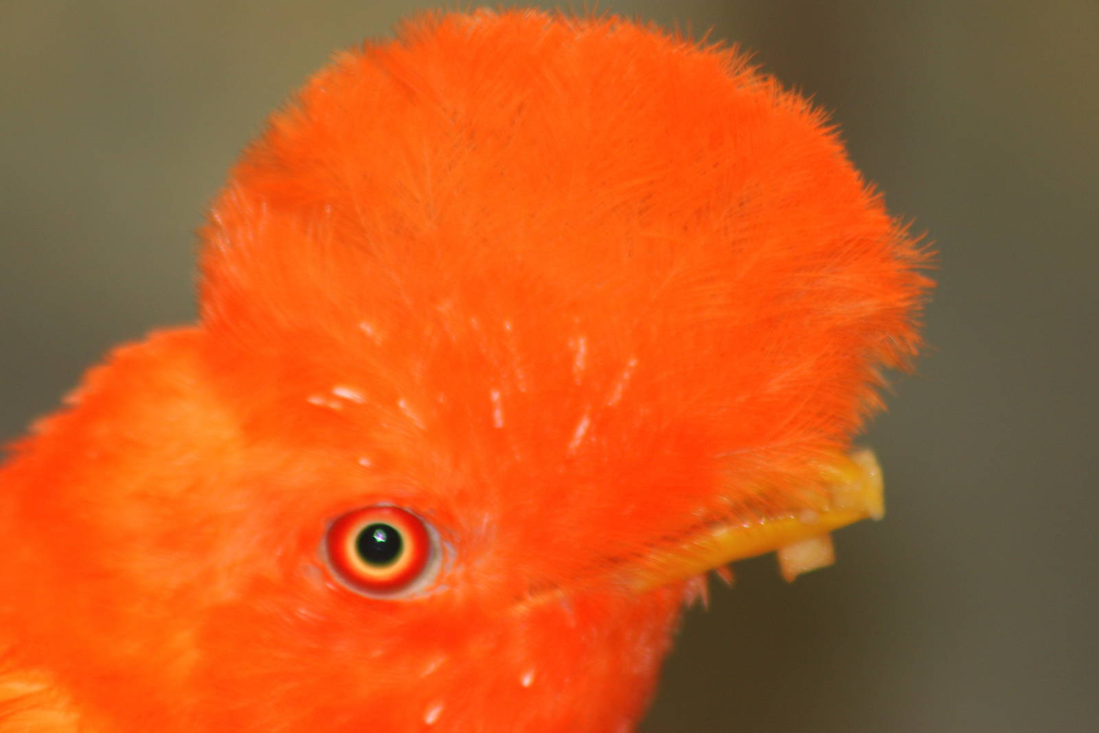 Andean cock-of-the-rock; Wuppertal; 25th May 2011