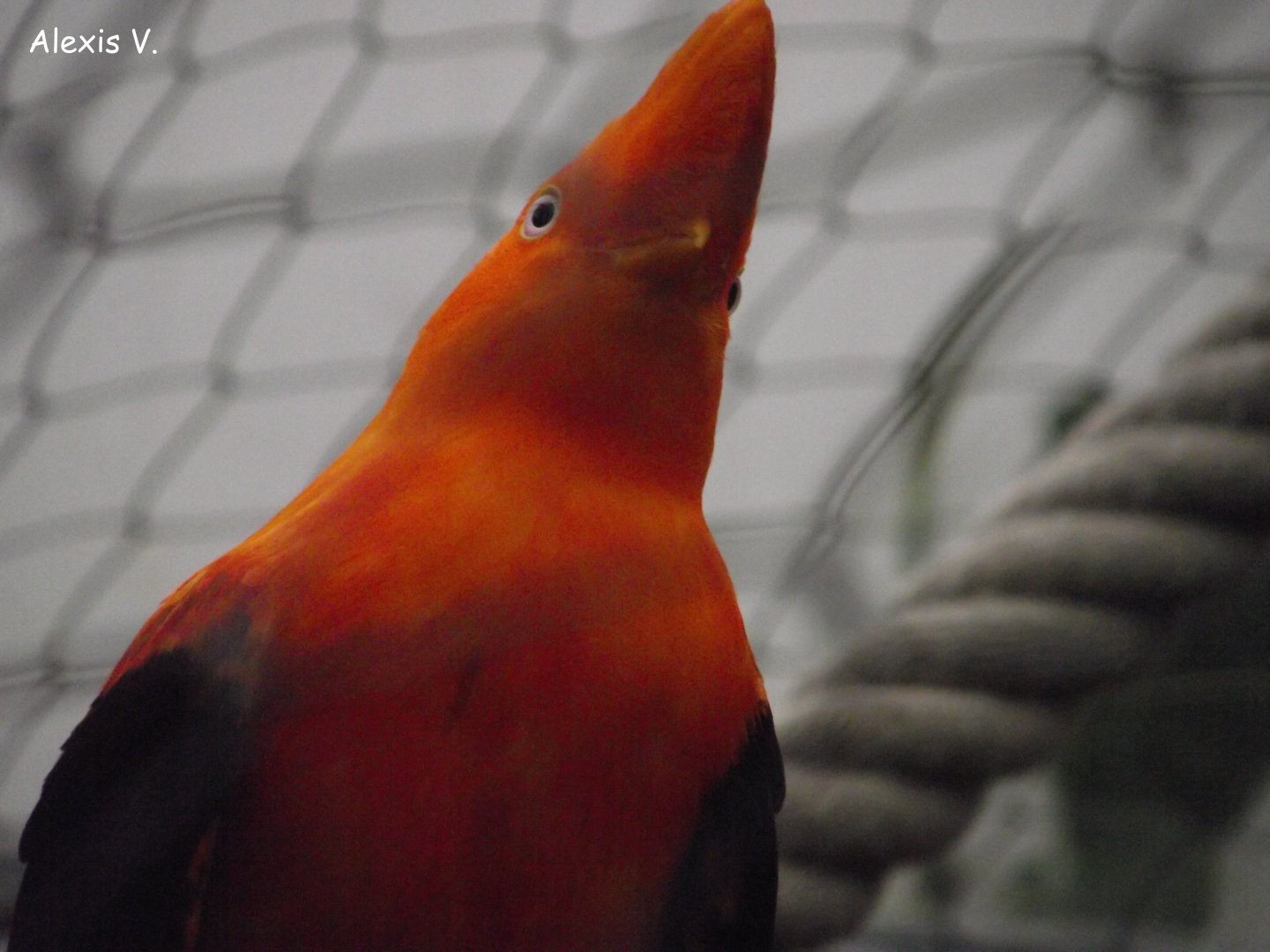 Andean Cock-of-the-Rock - Zooparc de Beauval - 01/2017