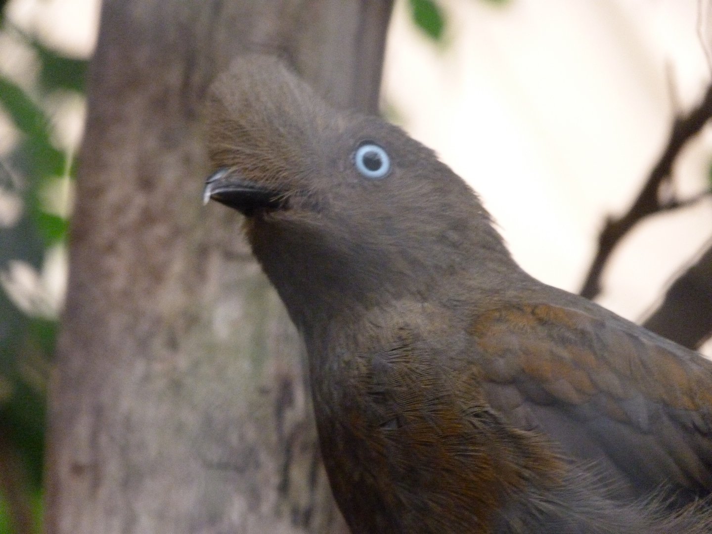 Andean cock-of-the-rock -ZooParc de Beauval (2025)