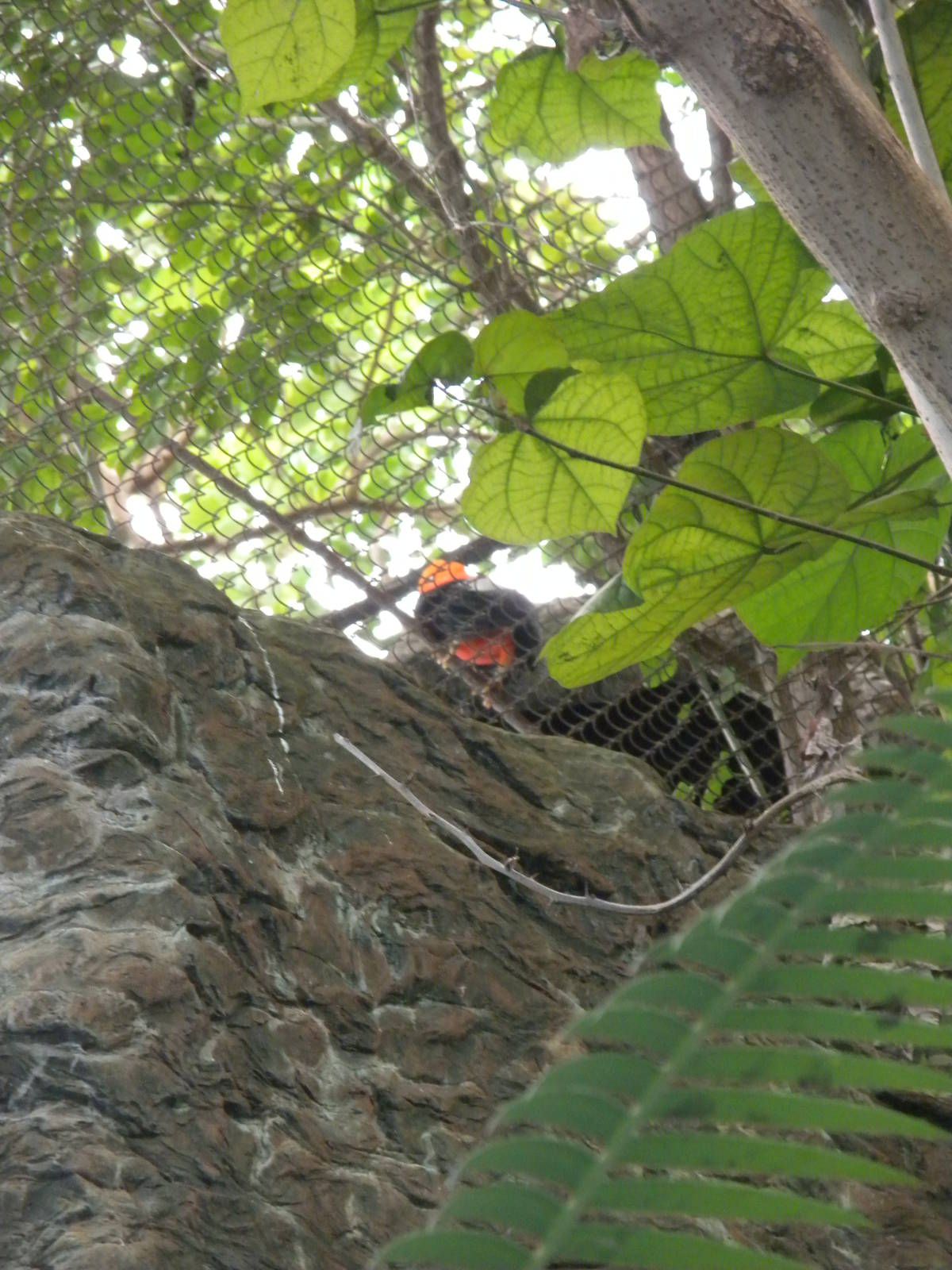 Andean Cock-of-the-Rock