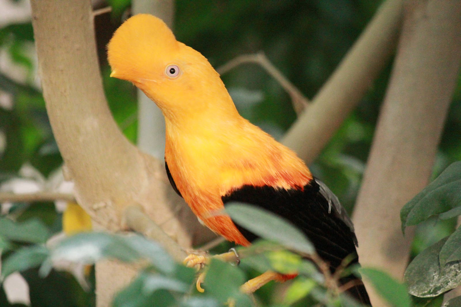 Andean cock-of-the-rock