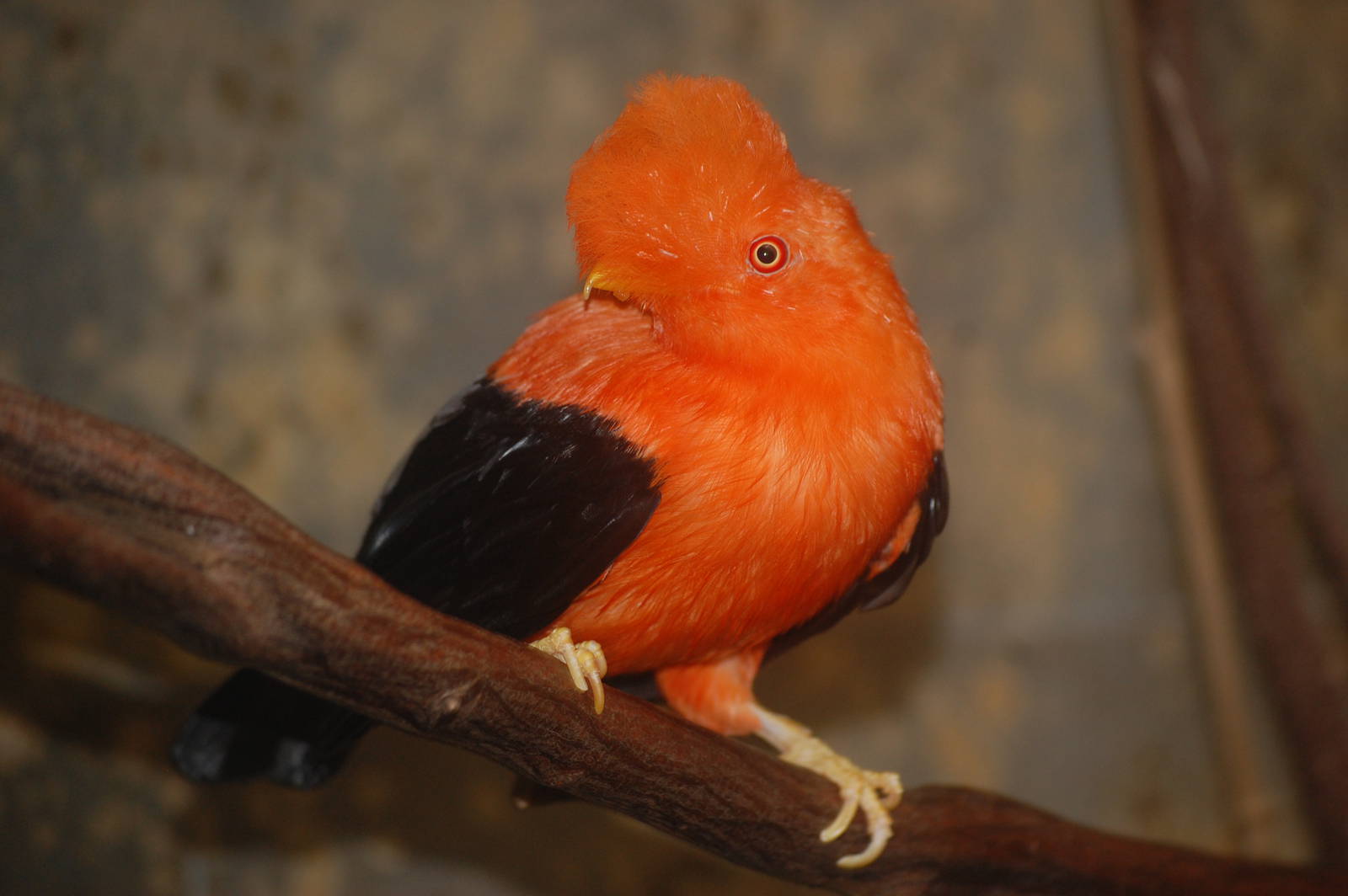 Andean cock-of-the-rock