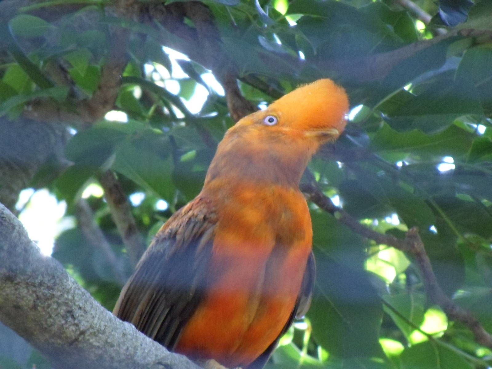 Andean Cock-of-the-Rock