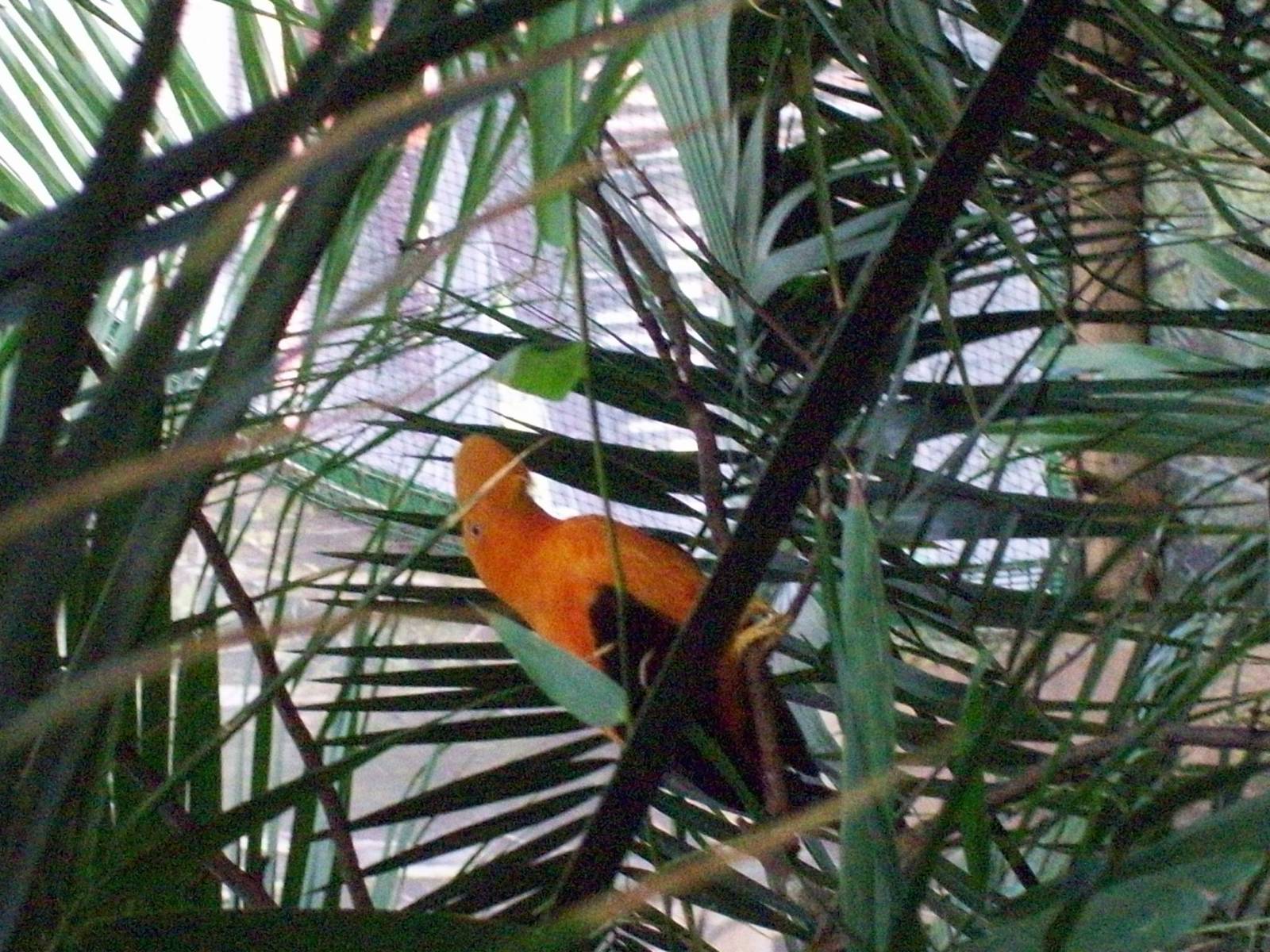 andean cock of the rock