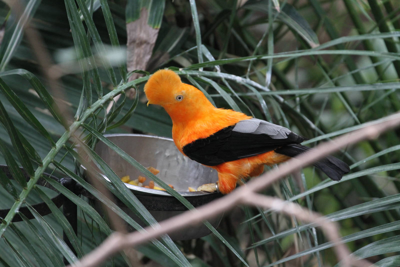 Andean Cock-of-the-rock