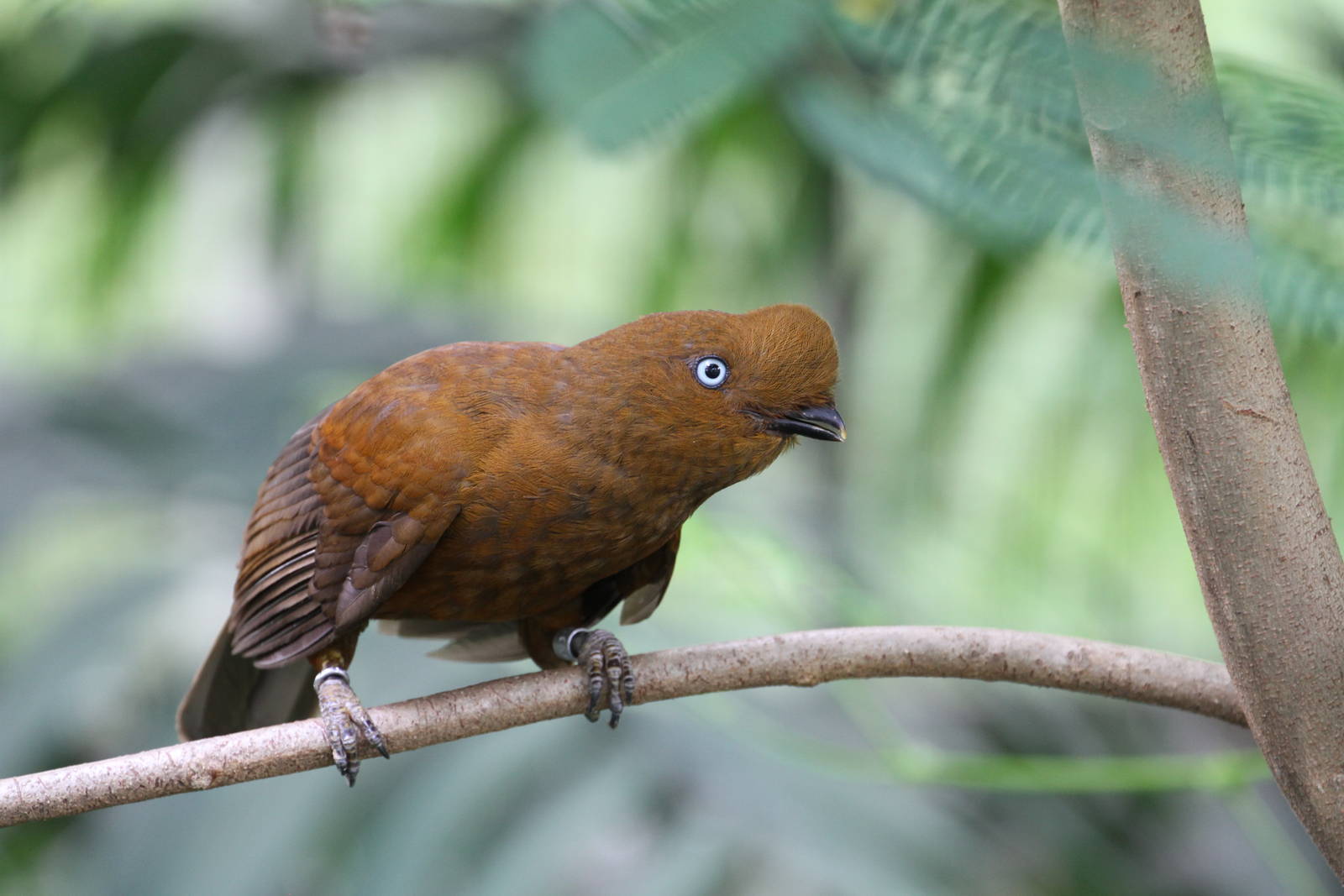 Andean Cock-of-the-Rock