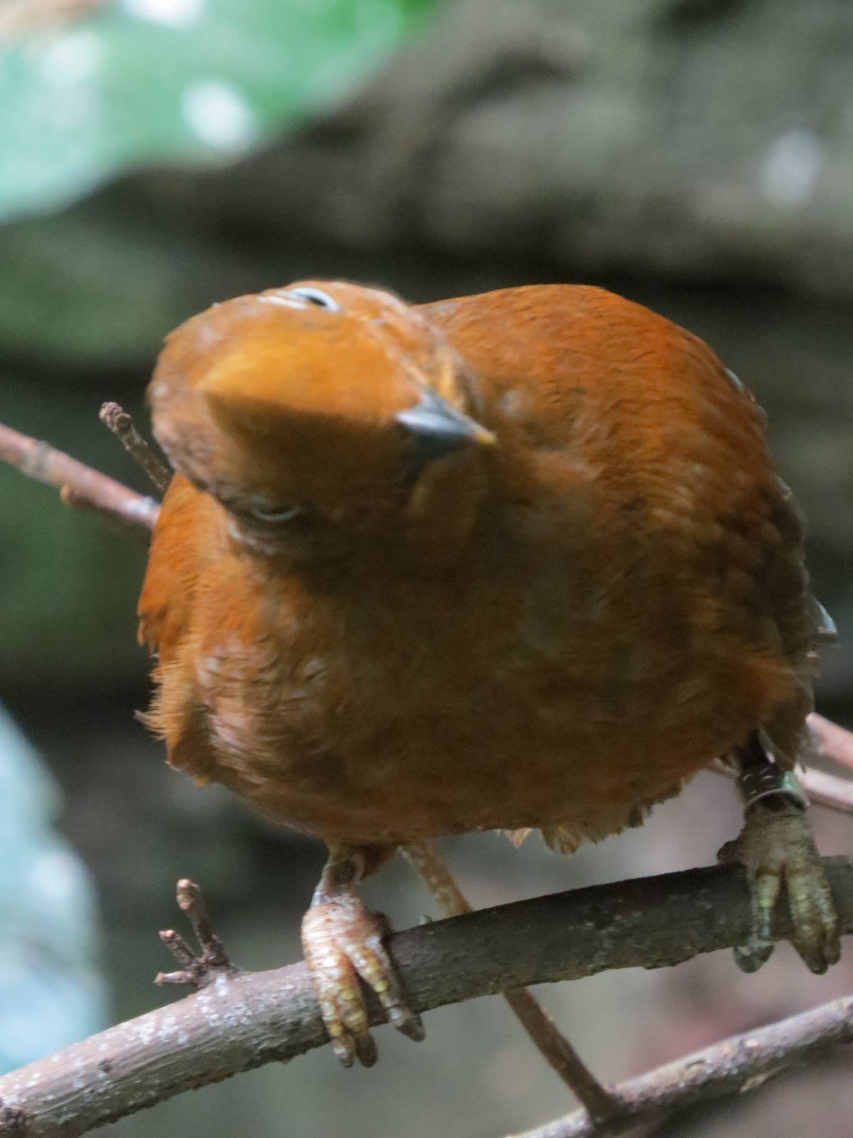 Andean Cock of the Rock