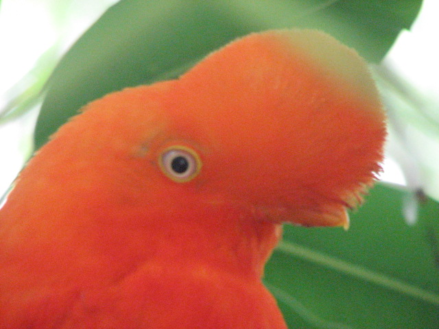 Andean cock-of-the-rock