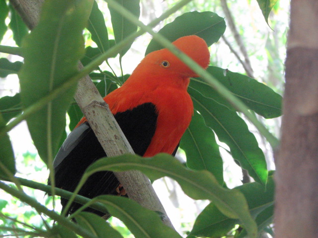 Andean cock-of-the-rock