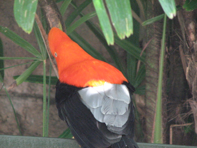 Andean cock-of-the-rock