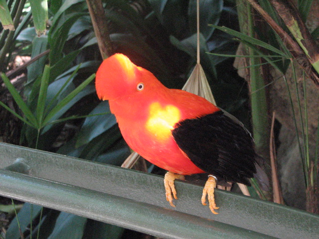 Andean cock-of-the-rock