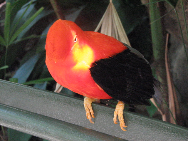 Andean cock-of-the-rock