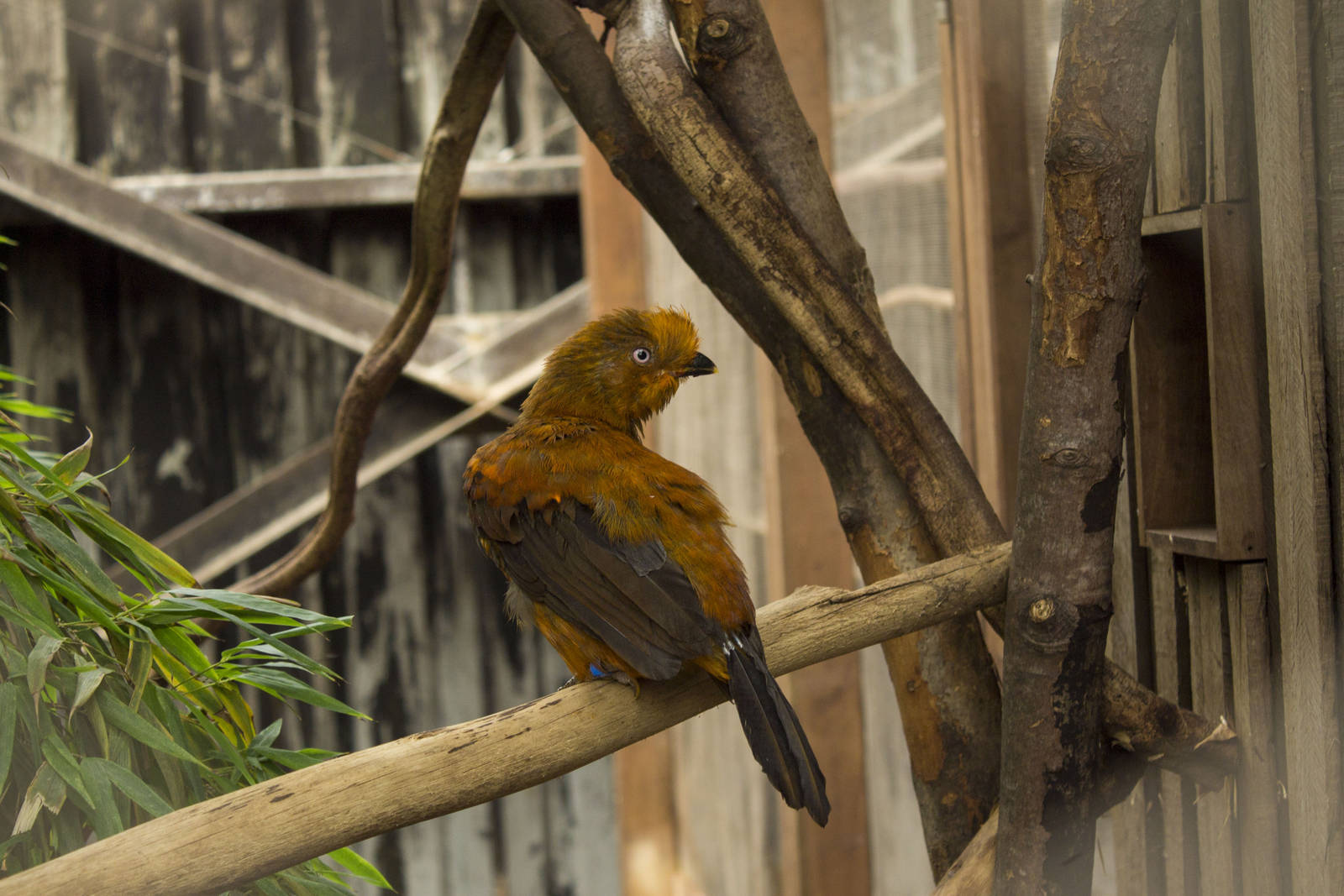 Andean cock-of-the-rock