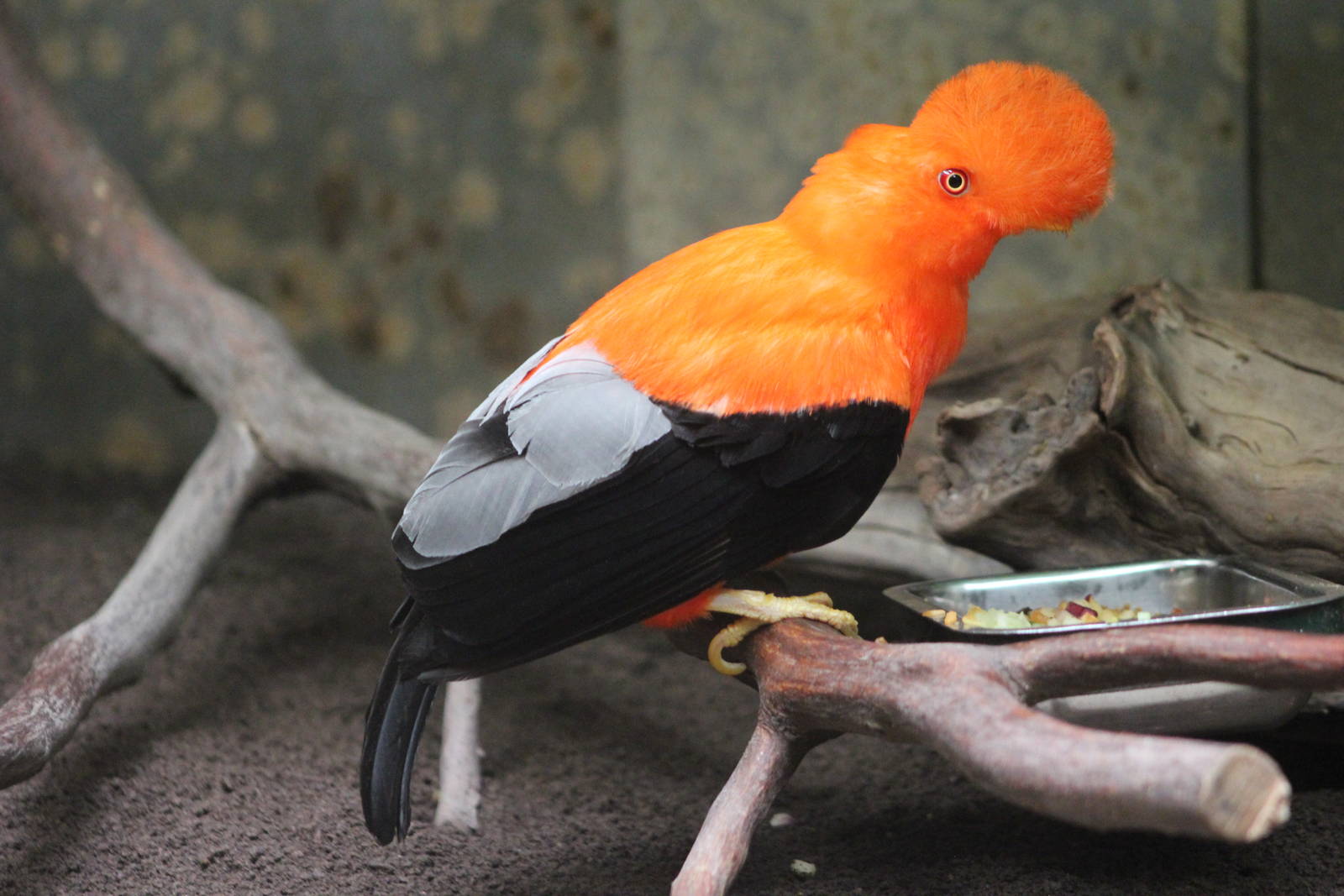 Andean cock-of-the-rock