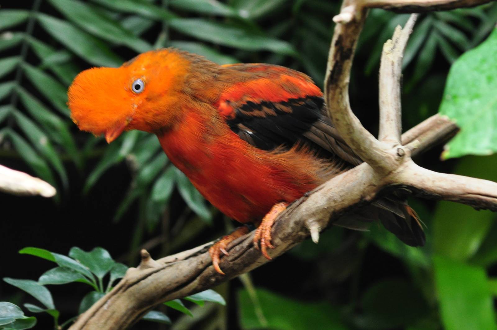Andean Cock-of-the-rock