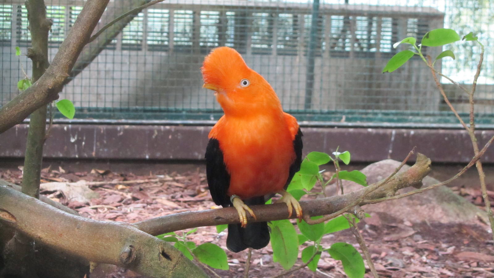 Andean cock-of-the-rock