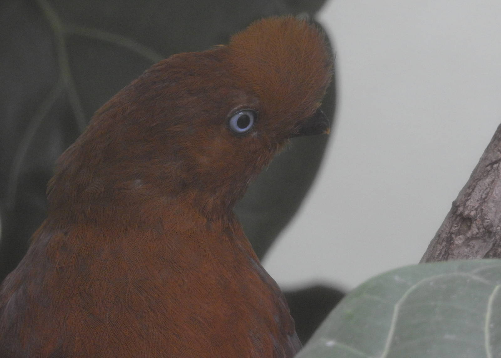 Andean Cock of The Rock