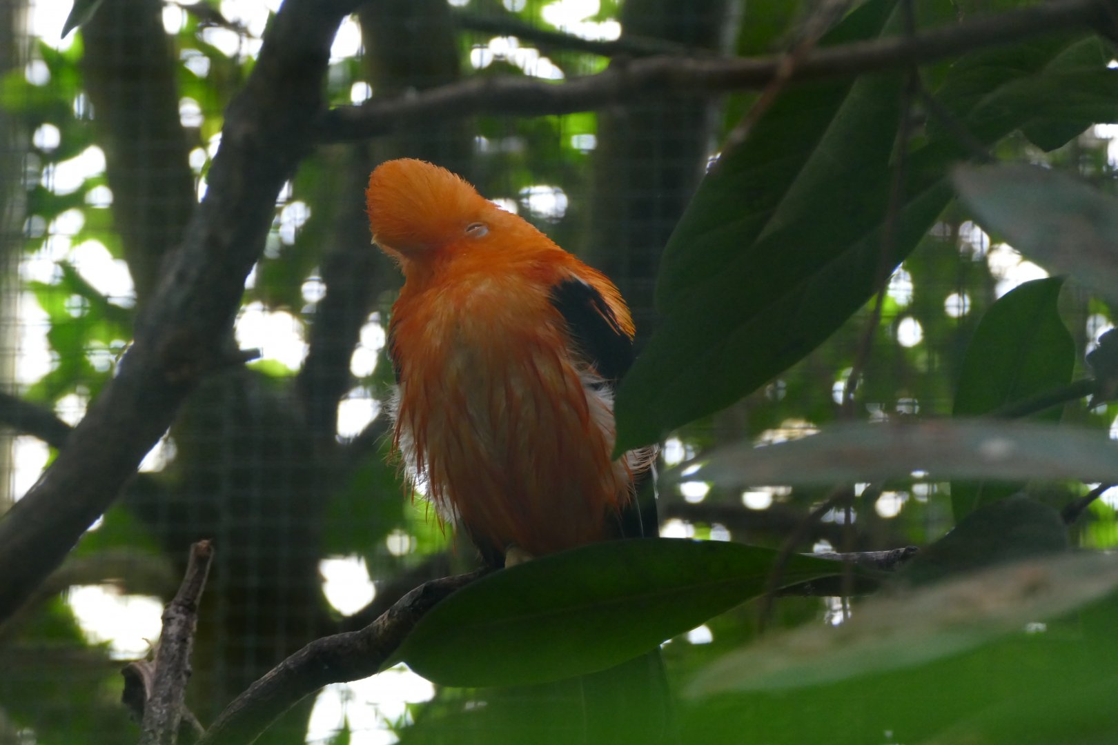 Andean cock-of-the-rock
