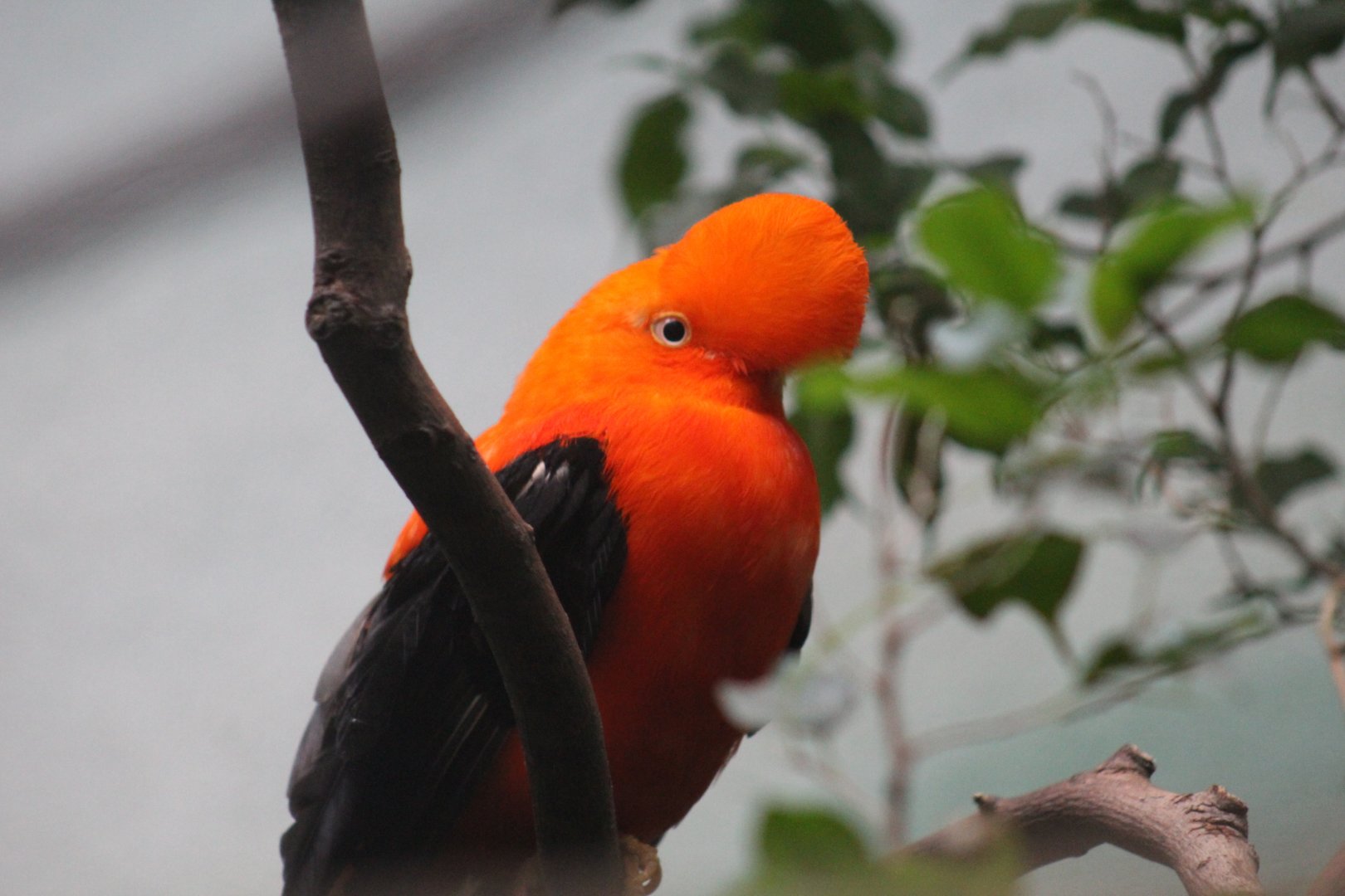 Andean Cock-of-the-Rock