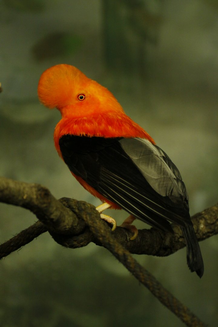 Andean cock-of-the-rock