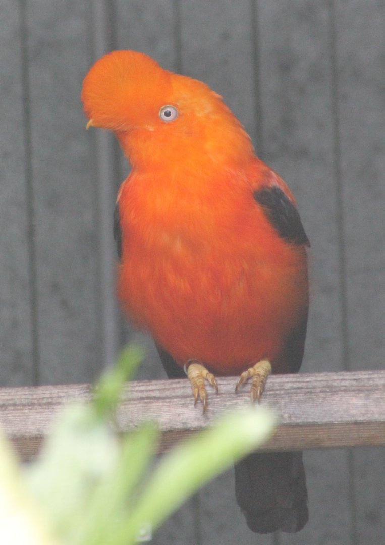 Andean cock-of-the-rock