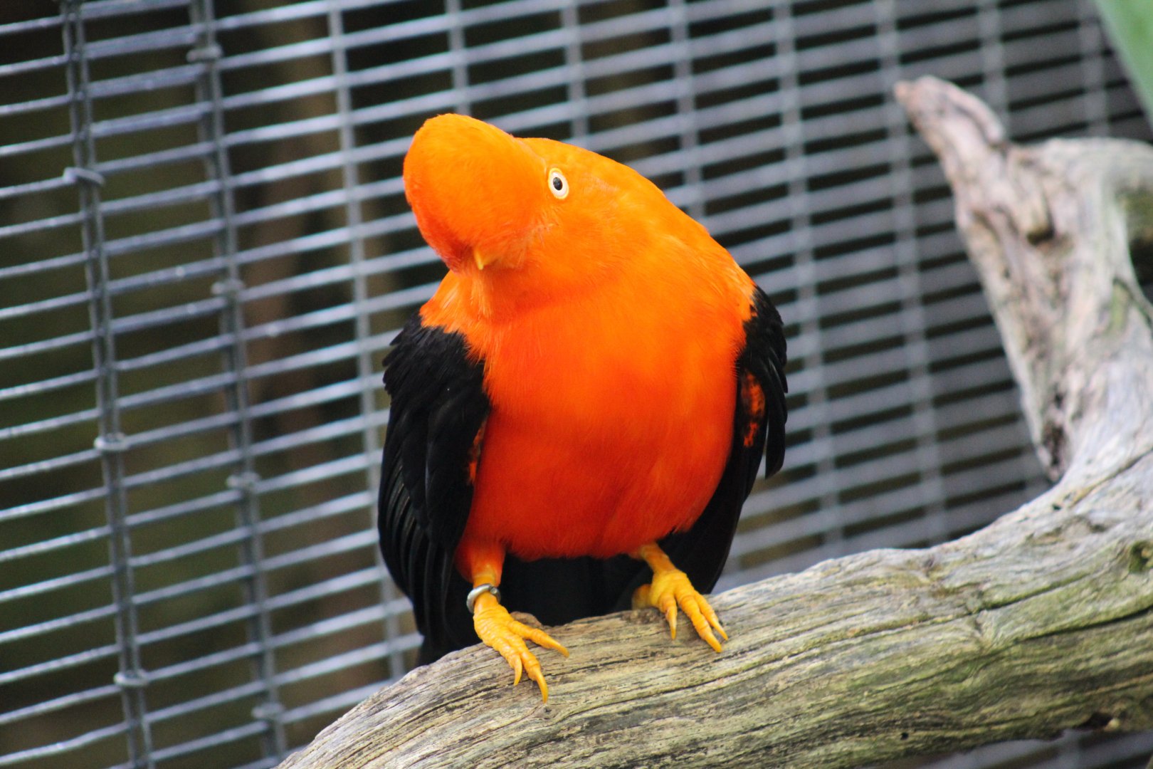 Andean Cock-of-the-Rock