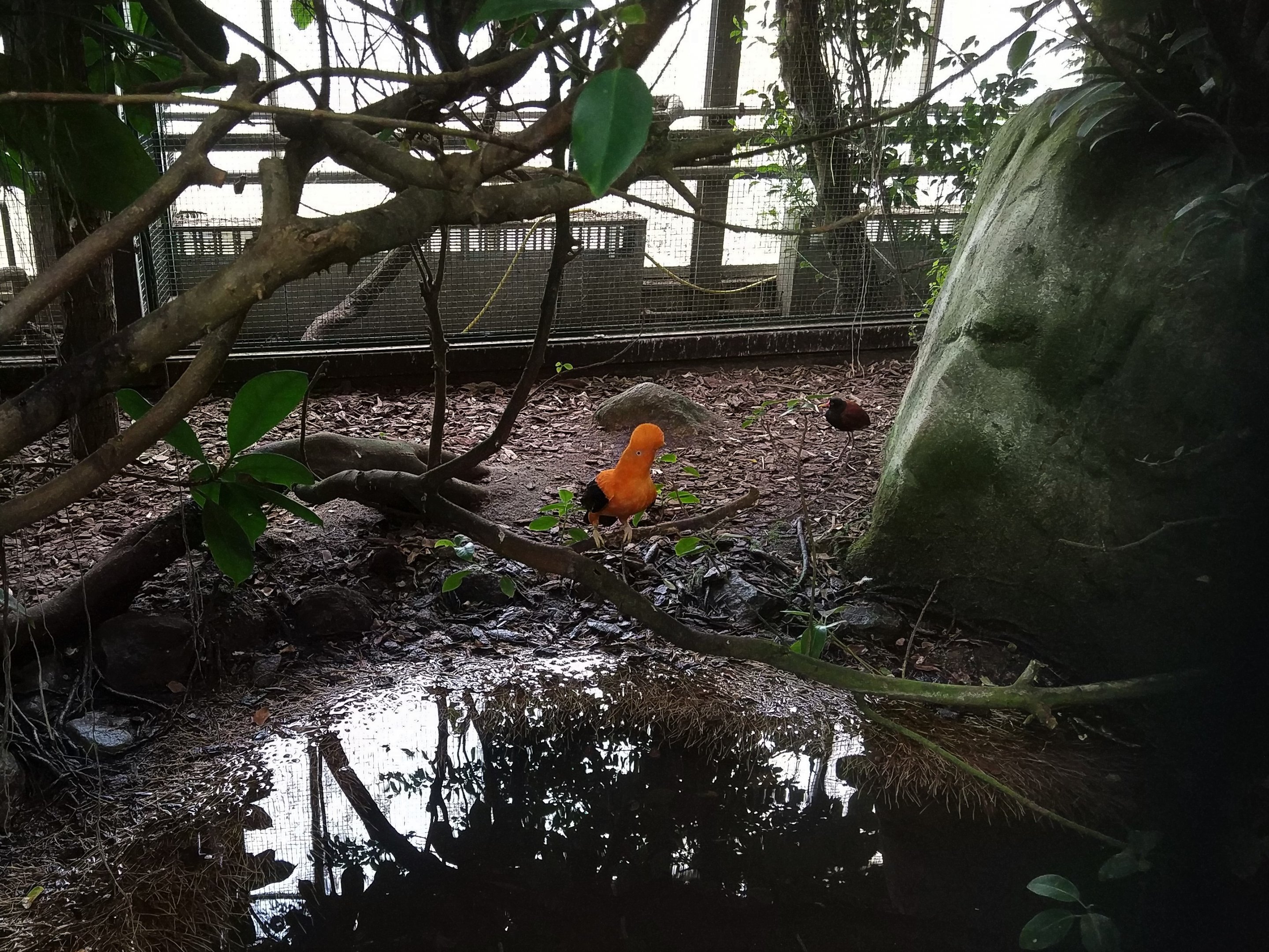 Andean Cock-of-the-rock