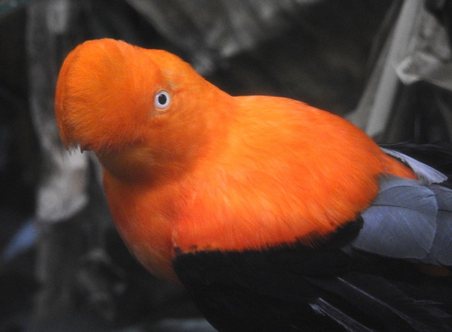 Andean Cock of the Rock